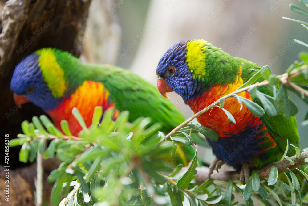 Wall mural Curious Pair of Rainbow Lorikeets