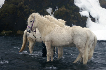 Des chevaux ou poney dans une rivière en hiver sous la neige