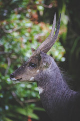 Close up image of a Bushbuck in the natural forests around the coastal town of Knysna in South Africa
