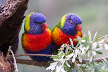 Pair of Rainbow Lorikeets