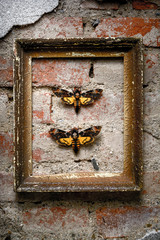 two moths on a brick wall
