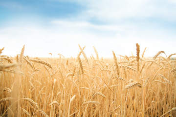 Wheat grain field on sunny day. Cereal farming