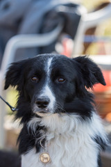 Portrait of a border collie dog living in belgium