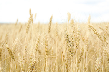 Golden wheat in grain field. Cereal farming