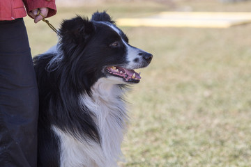 Portrait of a border collie dog living in belgium