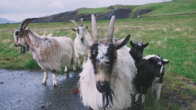 Close up shot of goats looking at the camera in Iceland