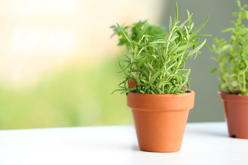 Pot with fresh rosemary on table against blurred background