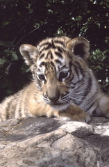 Baby tiger