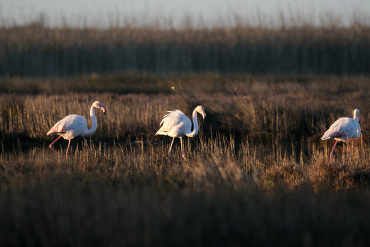 Close up image of greater flamingos feeding in the berg river estuary on the west coast of south africa