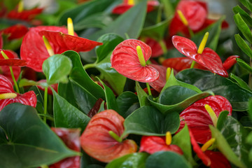 Blooming red anthurium flowers, closeup. Tropical plant