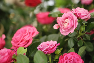 Beautiful blooming roses, closeup