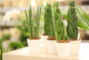 Pots with sansevieria plants on table. Tropical flowers