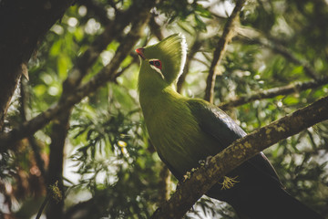 Fototapeta premium Close up image of a Knysna Turaco / Lourie feeding on the seeds of a Yellowwood tree in the Knysna forest in south africa