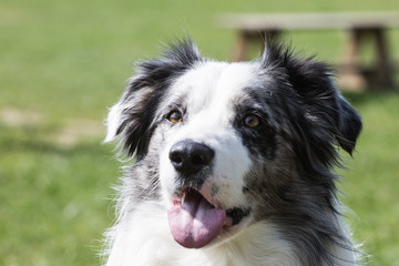 Portrait of a border collie dog living in belgium