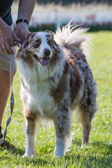 Portrait of a border collie dog living in belgium