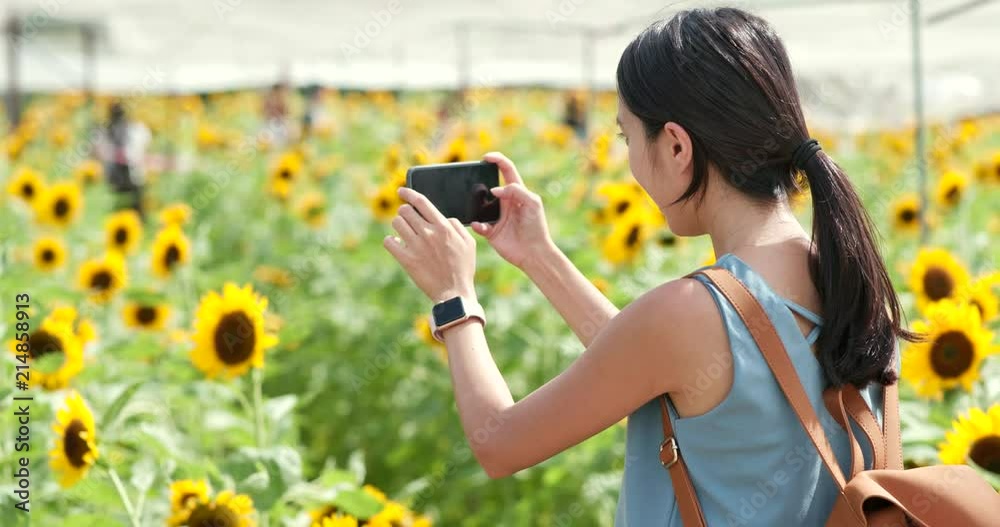 Wall mural woman taking photo on sunflower field