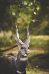 Close up image of a Bushbuck in the natural forests around the coastal town of Knysna in South Africa
