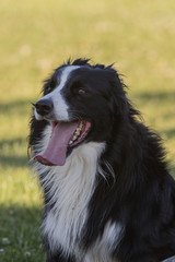 Portrait of a border collie dog living in belgium