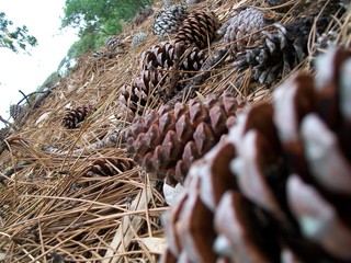 naturaleza