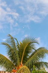 Fototapeta na wymiar beautiful palm and sky