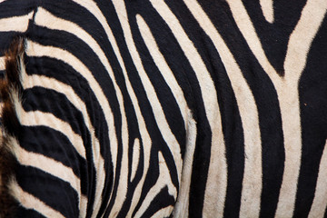 Fototapeta na wymiar Zebra Side