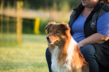 Portrait of a border collie dog living in belgium