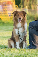 Portrait of a border collie dog living in belgium