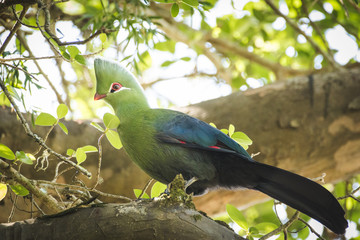 Close up image of a Knysna Turaco / Lourie feeding on the seeds of a Yellowwood tree in the Knysna forest in south africa