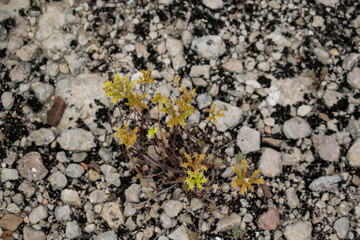 FLOR