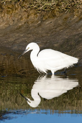 Close up image of a Great White Egret fishing in an estuary on the West Coast of South Africa