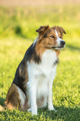 Portrait of a border collie dog living in belgium