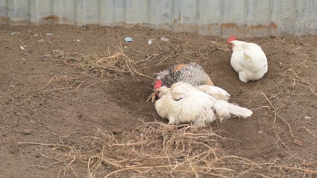 White chickens LEGHORN breeders and mottled cocks dig in dust and clean feathers from insects. The concept of farming and respect for nature