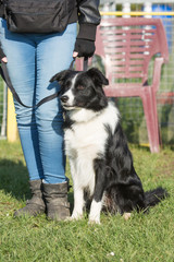 Portrait of a border collie dog living in belgium