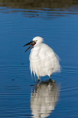 Close up image of a Great White Egret fishing in an estuary on the West Coast of South Africa
