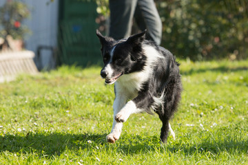 Portrait of a border collie dog living in belgium