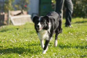 Portrait of a border collie dog living in belgium