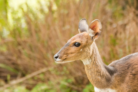 Close up image of a Bushbuck in the natural forests around the coastal town of Knysna in South Africa