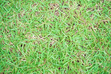 Green grass background texture