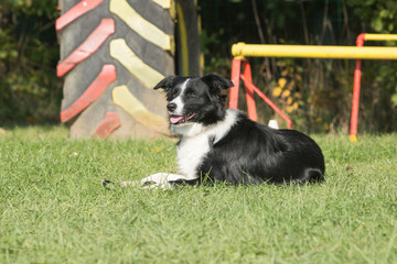 Portrait of a border collie dog living in belgium