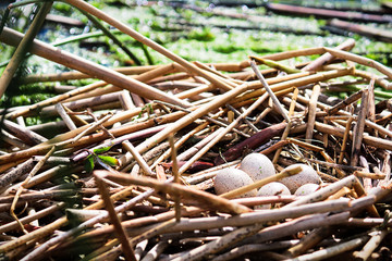 A clutch of American Coot eggs in a nest