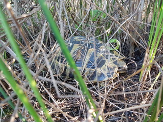 tortue hermann corse