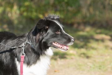 Portrait of a border collie dog living in belgium