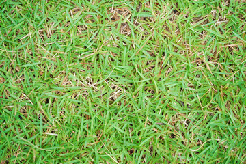 Green grass background texture