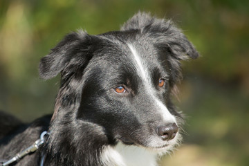 Portrait of a border collie dog living in belgium