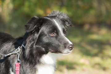 Portrait of a border collie dog living in belgium