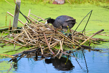 An American Coot crawling into a nest of eggs