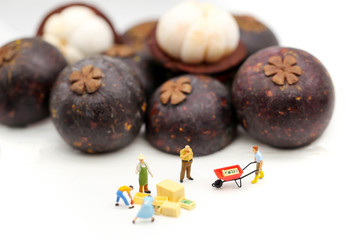 Miniature people : team farmer work with fruit concept agriculture