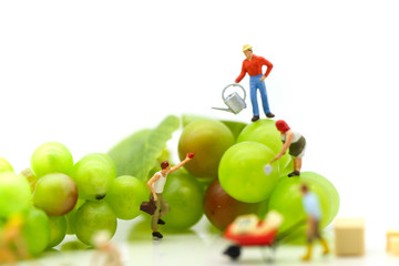Miniature people : team farmer work with fruit concept agriculture