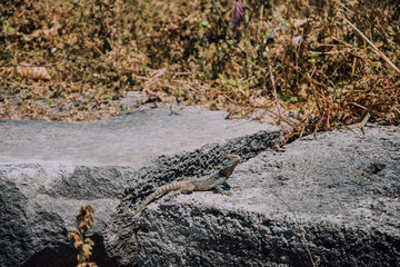 Side, Turkey. Lizard on the ruins of an ancient city. Lizard in the natural environment.