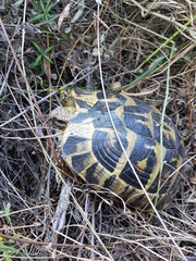 tortue hermann corse
